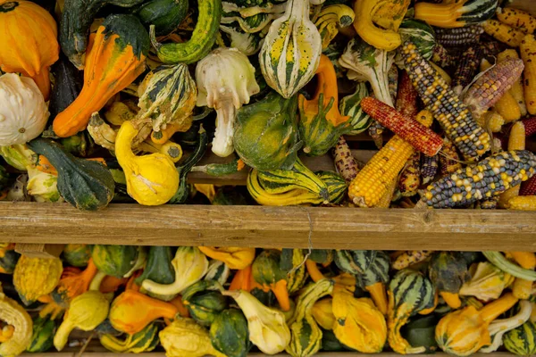 Une Variété Citrouilles Décoratives Colorées Sur Place Marché Gros Plan — Photo