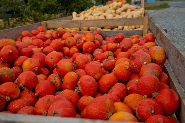 Automne Citrouilles Rouge Fond — Photo