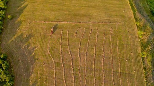 Blick Von Oben Auf Traktor Sammelt Heu Vom Feld Luftbild — Stockfoto