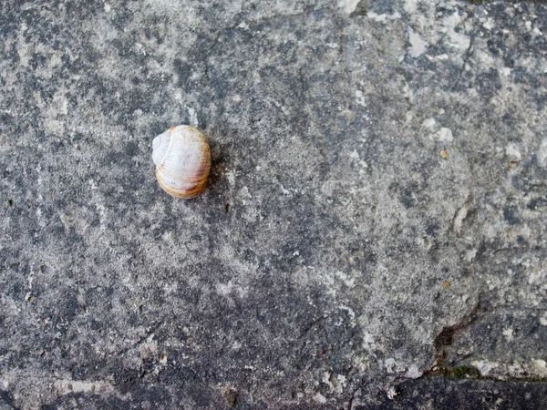 Σαλιγκάρι Κέλυφος Στην Πέτρα Φυσικό Υπόβαθρο — Φωτογραφία Αρχείου