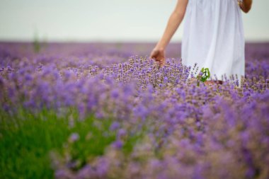 Beyaz elbiseli Genç kız lavanta alana poz. Yakın çekim.