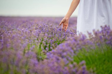 Beyaz elbiseli Genç kız lavanta alana poz. Yakın çekim.