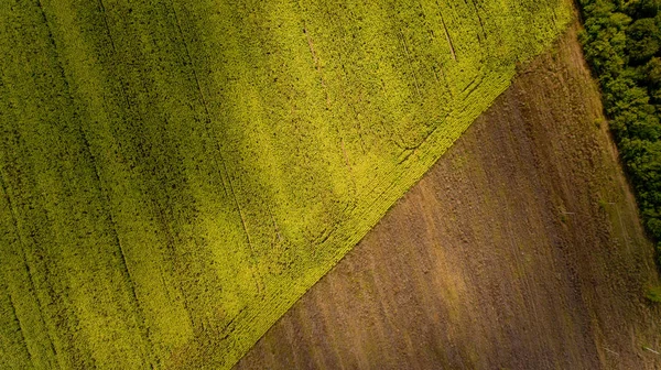 Top View Yellow Field Aerial View — Stock Photo, Image