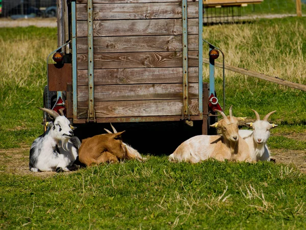 Goats Resting Grass — Stock Photo, Image