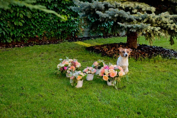 Cinque Mazzi Fiori Nozze Diversi Erba Verde Cane Jack Russell — Foto Stock