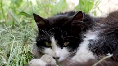 Evsiz siyah kedi çimenlerde yatıyor..