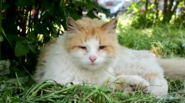 Evsiz kızıl kedi çimenlerde yatıyor..