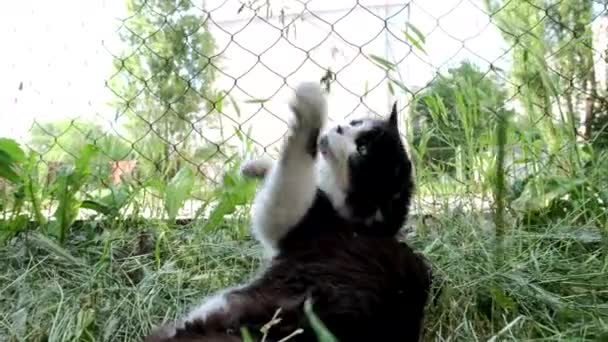 Sem-teto gato preto está jogando na grama . — Vídeo de Stock