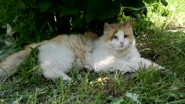 Vieux chat rouge sans abri joue dans l'herbe.
