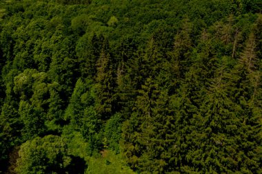 Yeşil ormanın havadan görünüşü.