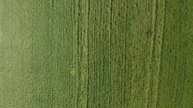 Genç buğday tarlasının en üst görüntüsü. Hava görünümü.