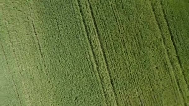 Вид зверху на молоду пшеницю на полі. Вид з повітря. Обертається . — стокове відео