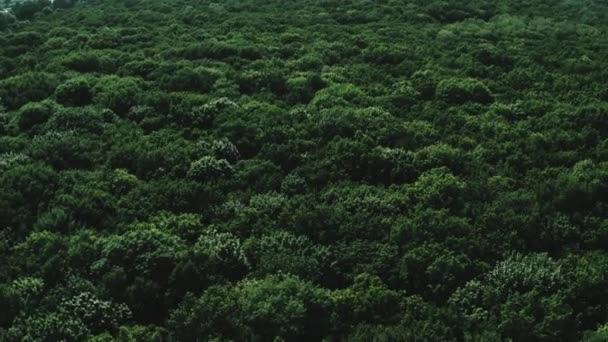 Вид на лес с воздуха — стоковое видео