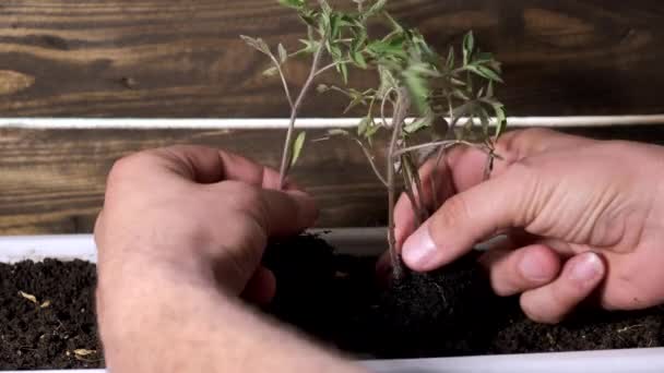 Een man bereidt zaailingen voor om te planten. Close-up. — Stockvideo