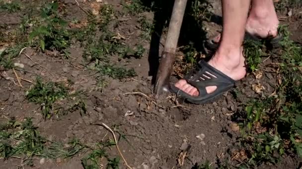 Ein Mann gräbt mit einer Schaufel Kartoffeln im Garten aus. — Stockvideo