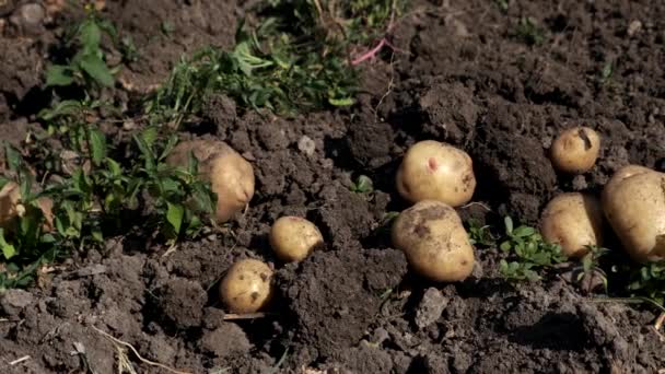 Batatas colhidas no campo . — Vídeo de Stock