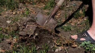 Bir adam bahçede kürekle patates topluyor..