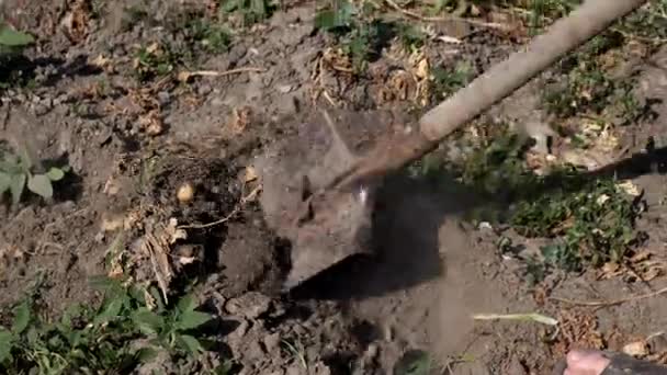 Un hombre está cavando patatas con una pala en el jardín . — Vídeos de Stock