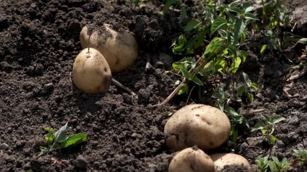 Closeup de batatas colhidas no campo . — Vídeo de Stock