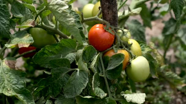La main d'un homme touche une jeune tomate dans le lit du jardin. Aliments biologiques sains.