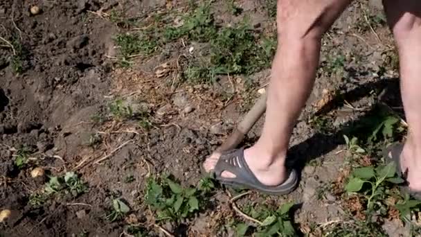 Een man graaft aardappelen met een schop in de tuin.. — Stockvideo