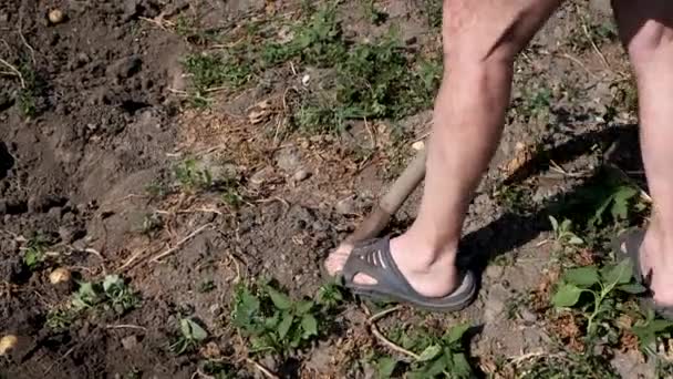 Un hombre está cavando patatas con una pala en el jardín . — Vídeos de Stock