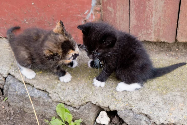 Due Gattini Senzatetto — Foto Stock
