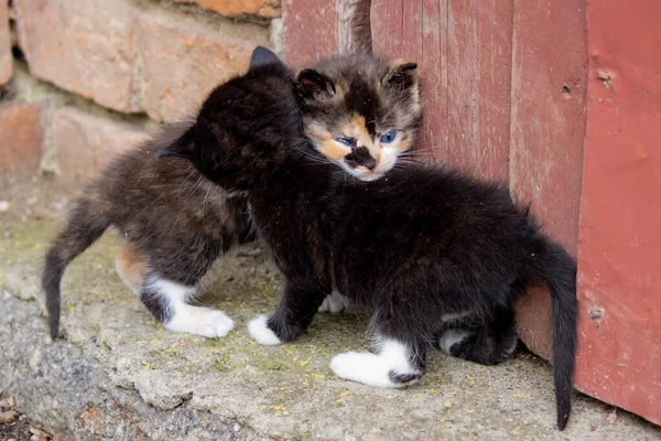 Due Gattini Senzatetto — Foto Stock