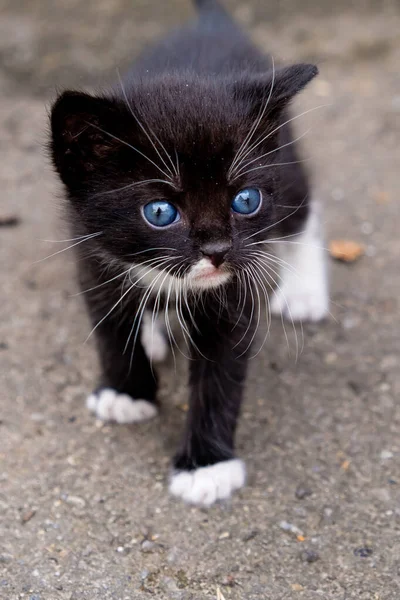 Small Black Kitten Blue Eyes Outdoors — Stock Photo, Image