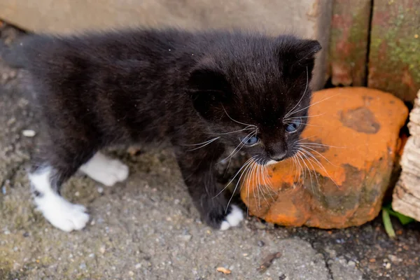 Piccolo Gattino Nero Con Gli Occhi Azzurri All Aperto — Foto Stock