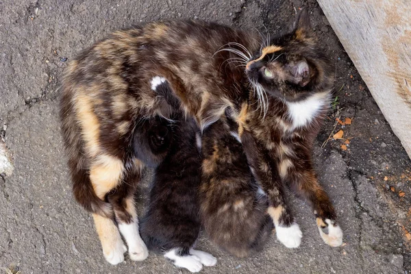 Obdachlose Katzenmutter Mit Zwei Kleinen Kätzchen — Stockfoto