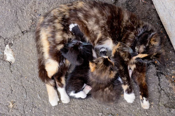 Homeless Mamma Gatto Con Due Piccoli Gattini — Foto Stock