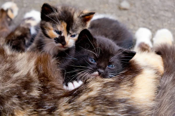 Obdachlose Katzenmutter Mit Zwei Kleinen Kätzchen — Stockfoto