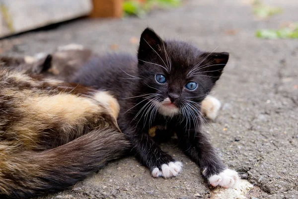 Piccolo Gattino Nero Con Gli Occhi Azzurri All Aperto — Foto Stock
