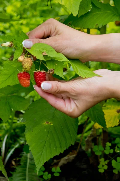 Bayas Rojas Dulces Maduras Que Crecen Arbusto Frambuesa Manos Las — Foto de Stock