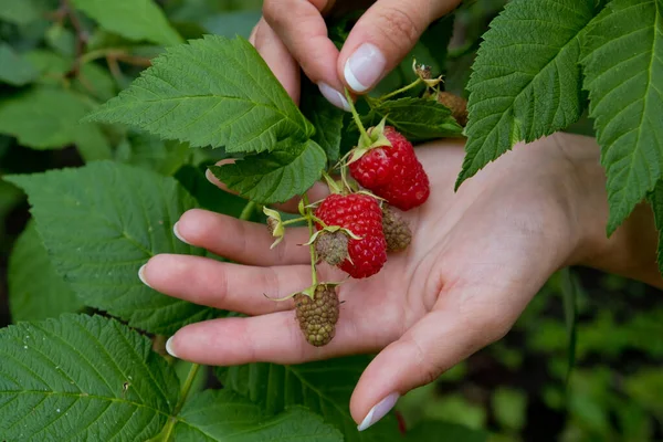 Frutas Maduras Doces Vermelhas Crescendo Arbusto Framboesa Fechar — Fotografia de Stock