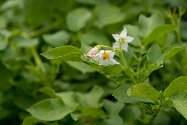 Floração Batatas Cultivo Fechar — Fotografia de Stock