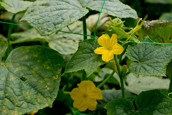 Flores Amarelas Pepino Jardim Close — Fotografia de Stock