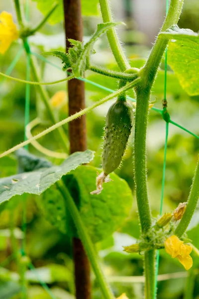 Jovem Planta Pepino Jardim — Fotografia de Stock