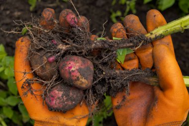 Taze çiğ patates koleksiyonu. Turuncu eldivenli bir çiftçi patates toplar. Yakın çekim..
