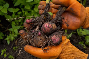 Taze çiğ patates koleksiyonu. Turuncu eldivenli bir çiftçi patates toplar. Yakın çekim..