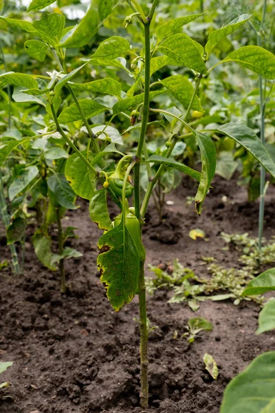 Pimenta Sino Cresce Jardim Pimenta Verde — Fotografia de Stock