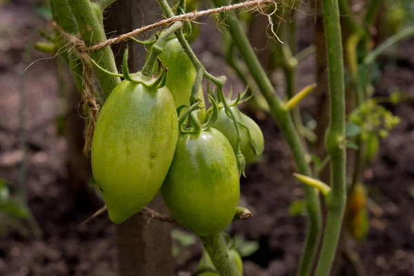 Tomates Verdes Ramo Jardim — Fotografia de Stock