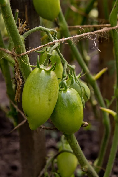 Tomates Verdes Ramo Jardim — Fotografia de Stock