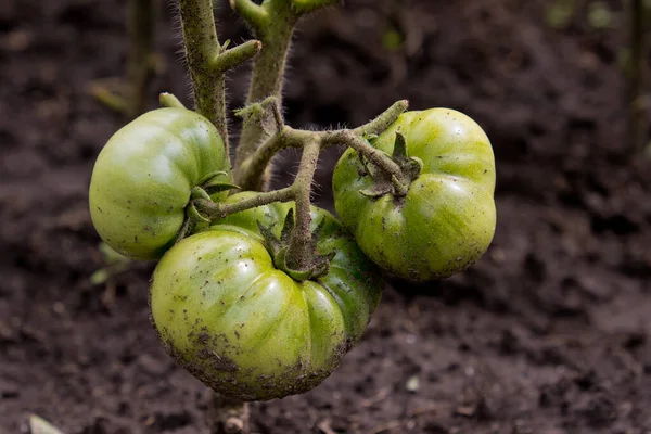 Tomates Verdes Ramo Jardim — Fotografia de Stock