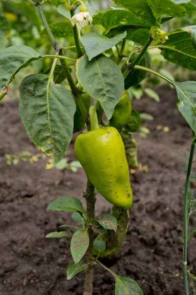 Harangpaprika Kertben Zöldbors — Stock Fotó