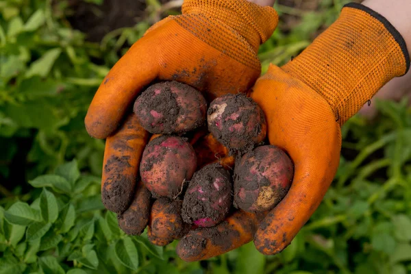 Granjero Con Guantes Naranjas Cosecha Patatas Colección Patatas Crudas Frescas — Foto de Stock