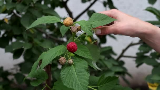 Primer plano de las manos de la mujer recogiendo frambuesas de arbusto rojo bayas maduras dulces que crecen en el arbusto de frambuesa. Movimiento lento. — Vídeos de Stock