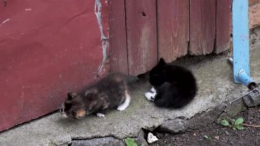 Dışarıda iki küçük evsiz kedi oynuyor..