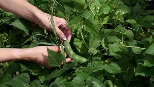 Agronomist examines the harvest of beans. Green leaf of beans in woman's hand. Close-up. — Stock Video
